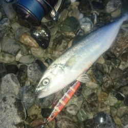 仁淀川河口サーフ ショアジギング