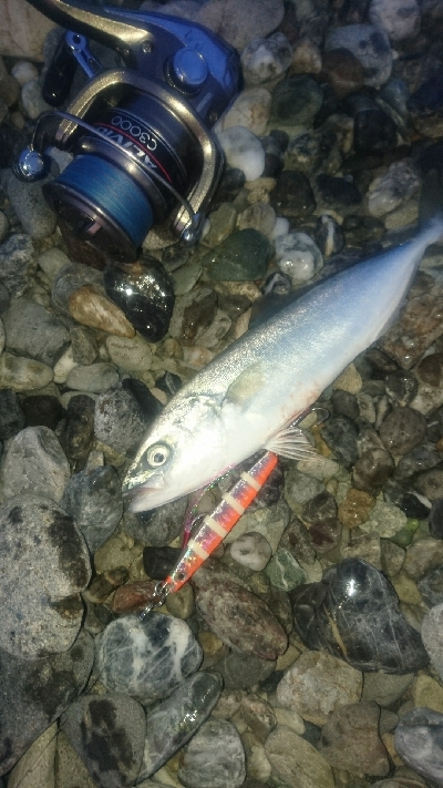 仁淀川河口サーフ ショアジギング