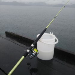 のませは不発、、