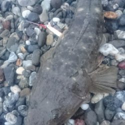 仁淀川河口サーフ春野 ライトショアジギング