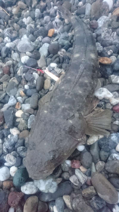 仁淀川河口サーフ春野 ライトショアジギング…