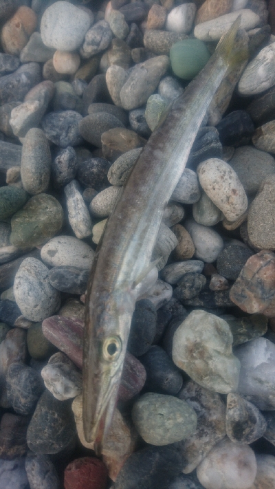 仁淀川河口周辺サーフ カマス