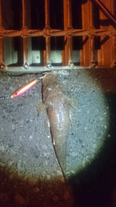 春野漁港 ライトショアジギング