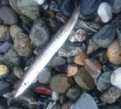 仁淀川河口周辺サーフ ライトショアジギング