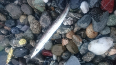 仁淀川河口周辺サーフ ライトショアジギング