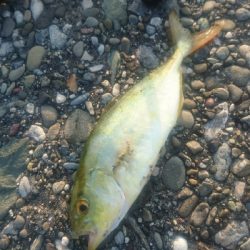 桂浜周辺サーフ ショアジギング