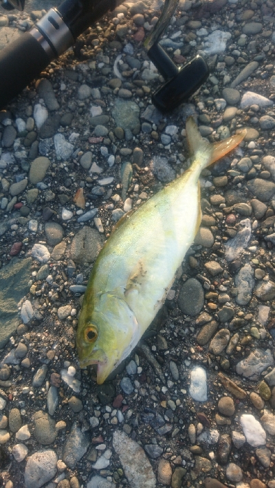 桂浜周辺サーフ ショアジギング