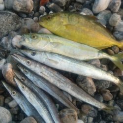 仁淀川河口サーフ ライトショアジギング