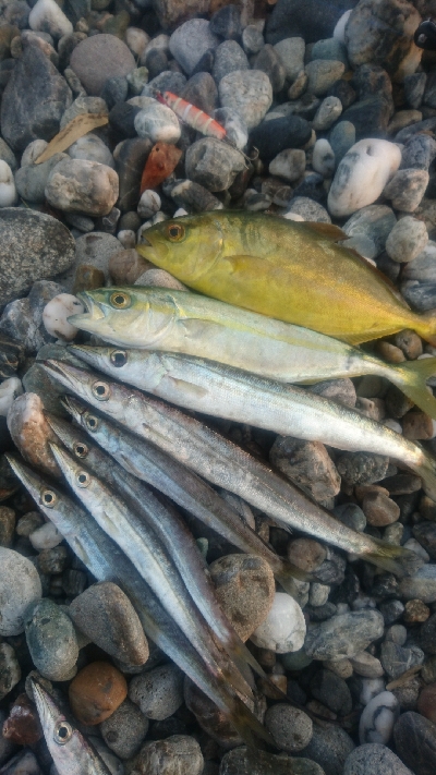 仁淀川河口サーフ ライトショアジギング