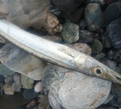 仁淀川河口周辺サーフライトショアジギング