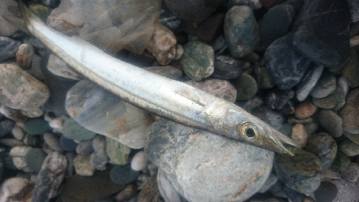 仁淀川河口周辺サーフライトショアジギング