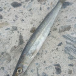 仁淀川河口周辺サーフライトショアジギング