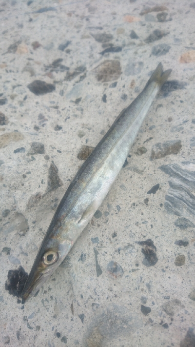 仁淀川河口周辺サーフライトショアジギング