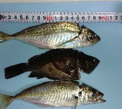 渋かった。ライトゲーム。