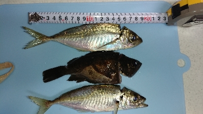 渋かった。ライトゲーム。