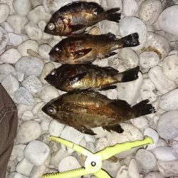 まだまだメバル!