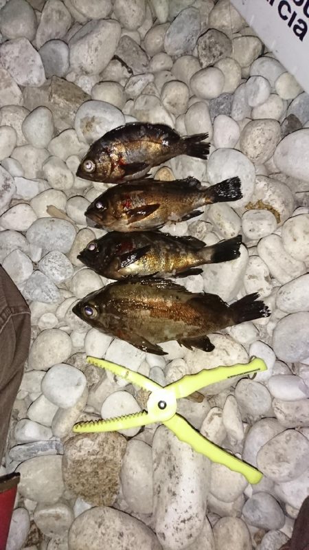 まだまだメバル!