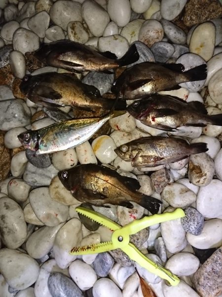 梅雨？メバル。