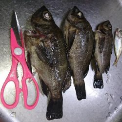 ナイスなメバル!