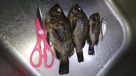 ナイスなメバル!