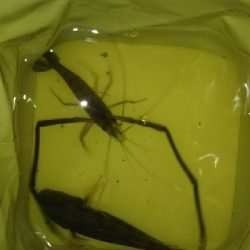 数は少ないけど