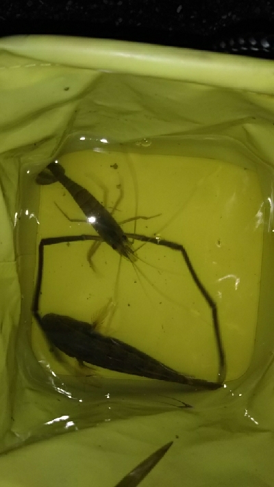 数は少ないけど