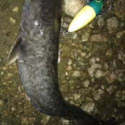 夕方のお楽しみ