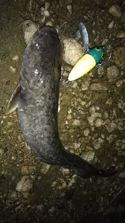 夕方のお楽しみ