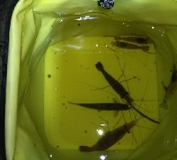 夕方も…（笑）