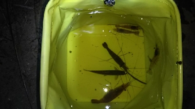 夕方も…（笑）