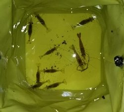 サイズが小さい…