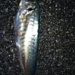 メバリングのはずが…