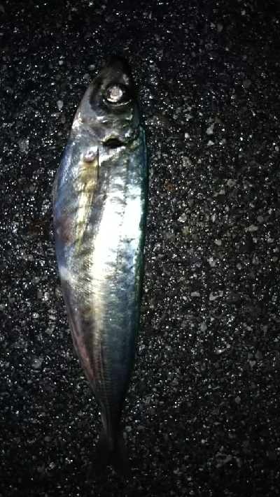 メバリングのはずが…