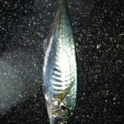 今日は、アジング（笑