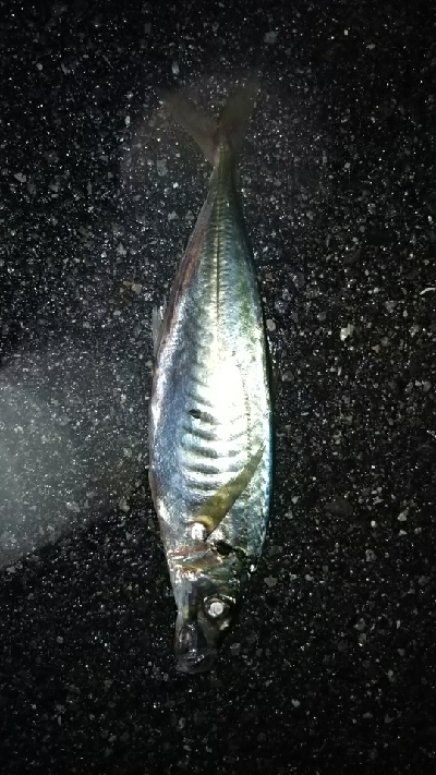 今日は、アジング（笑