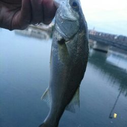 今日の釣果