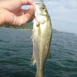 今日の釣果