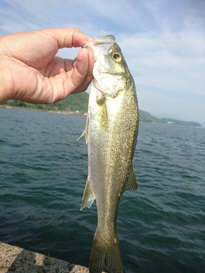 今日の釣果