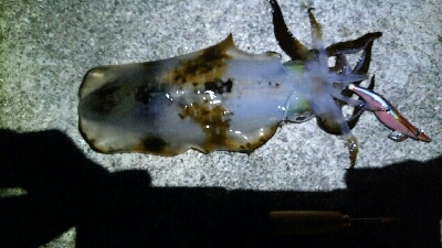 ジアイ短っ、、、