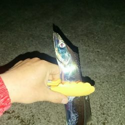 釣り部  釣行記  17