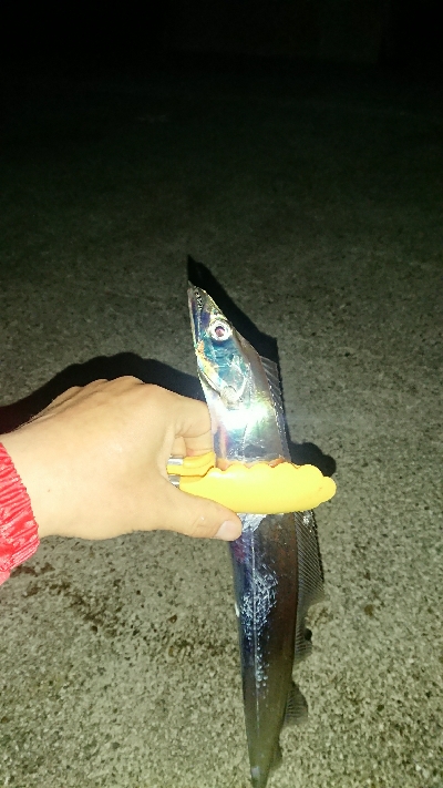 釣り部  釣行記  17