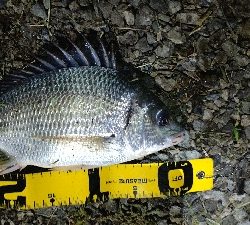 お台場で夜釣り