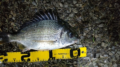 お台場で夜釣り
