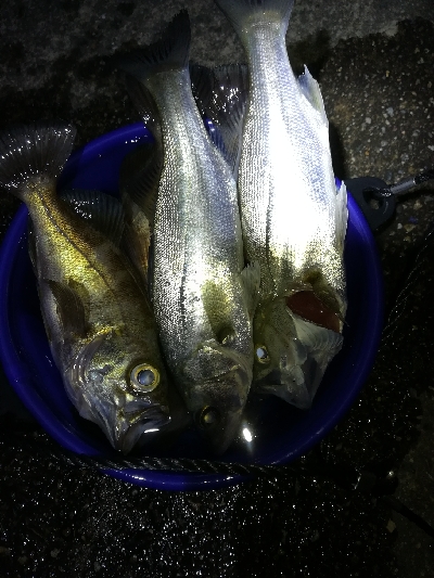 二見メバリング！