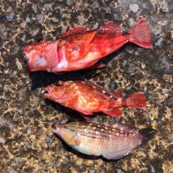 青物渋い、根魚も渋かった（ ;  ; ）