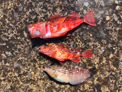 青物渋い、根魚も渋かった（ ;  ; ）