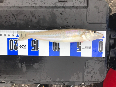 ちょい投げキス釣り