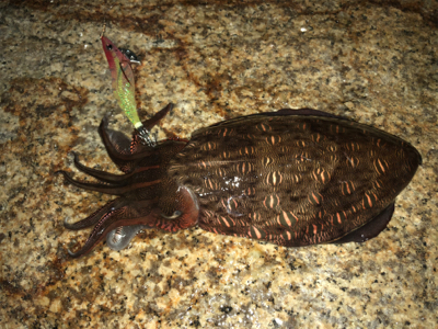 サーフエギング