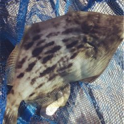 さかむらいかだで筏釣り