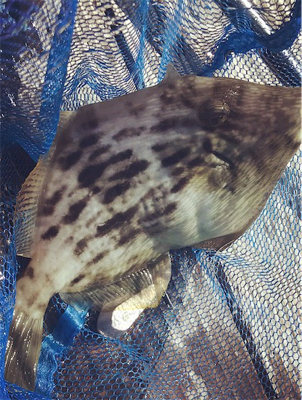 さかむらいかだで筏釣り